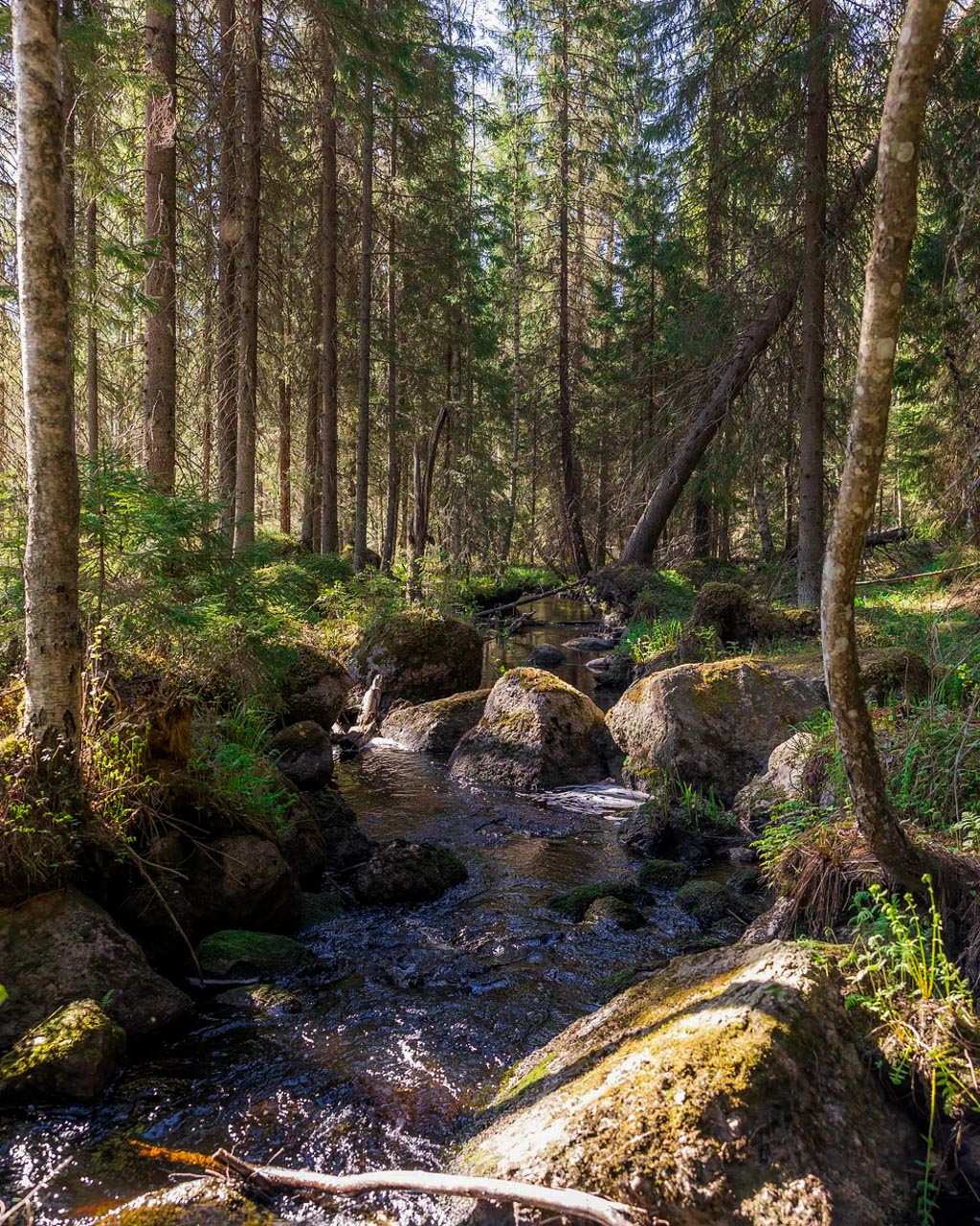 Small stream in the middle of the forest.